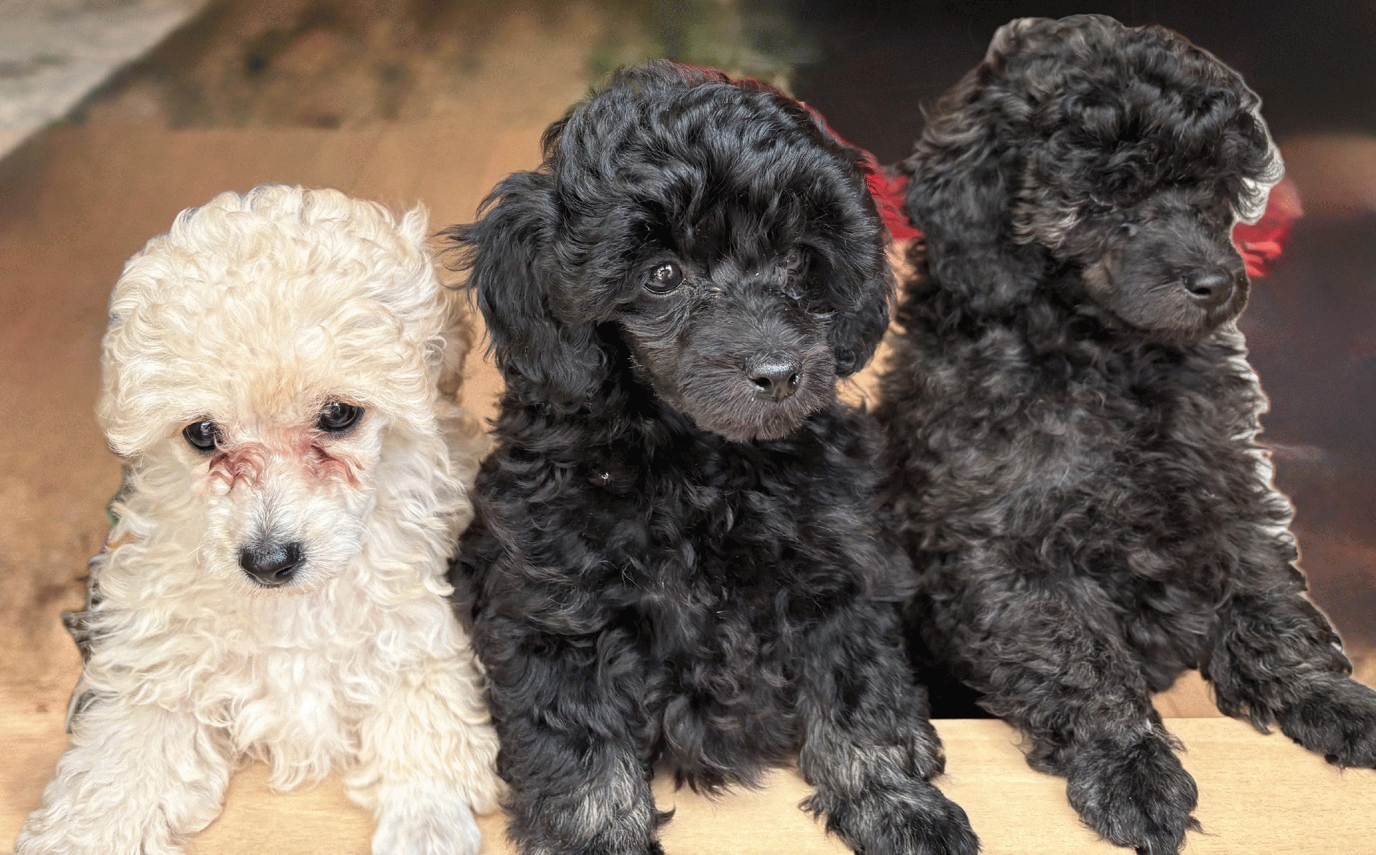 �ʎw���i���l�����j�R�[�X�@��4����Ɓ@4200�~(�ō�)〜