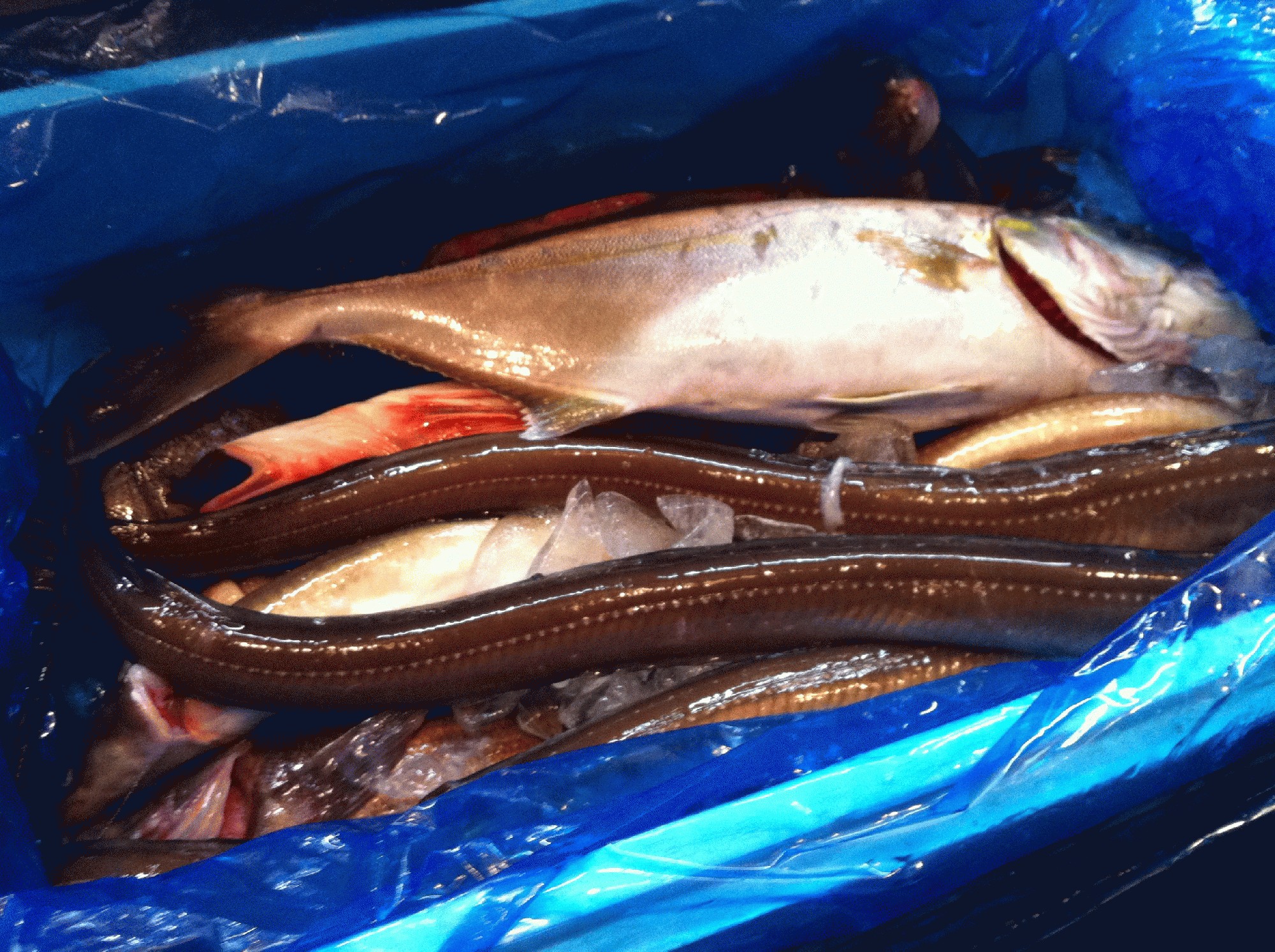 入り合いの魚で格安です 和食の店 新八