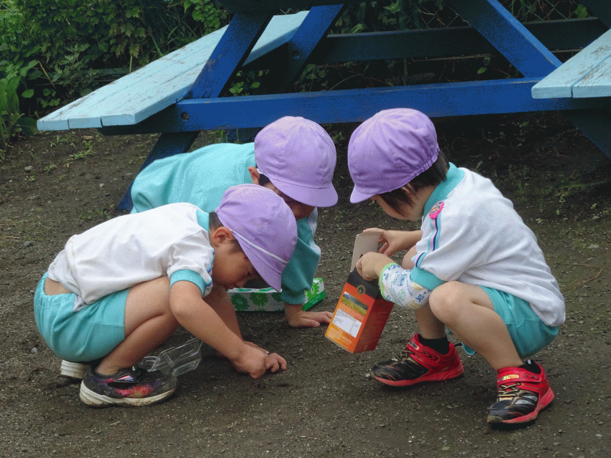 虫探ししたいー 学校法人かつみ学園 大和山王幼稚園 木の子保育園